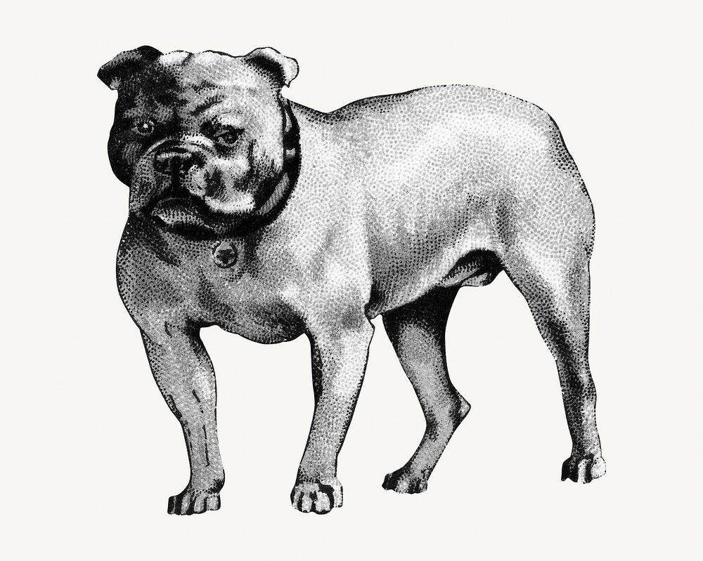 Bulldog, vintage pet animal illustration by Goodwin & Company. Remixed by rawpixel.