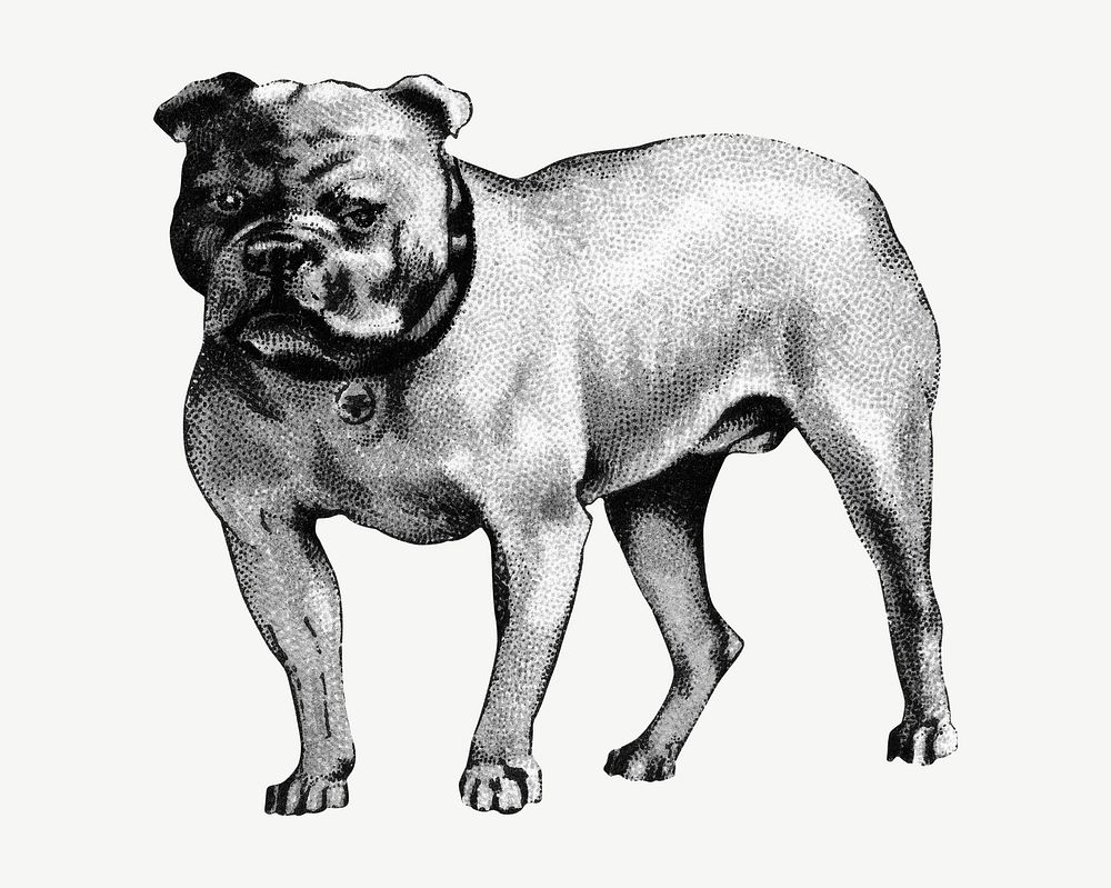 Bulldog, vintage pet animal illustration by Goodwin & Company psd. Remixed by rawpixel.