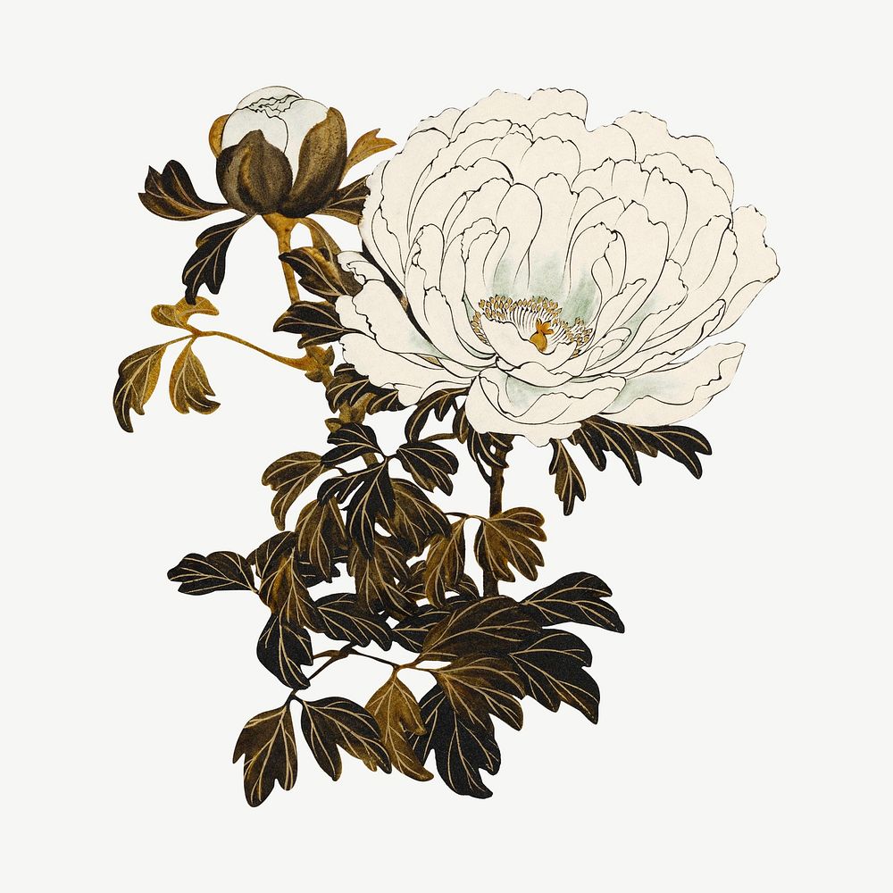 White flower, vintage botanical illustration by Shibata Zeshin psd. Remixed by rawpixel.