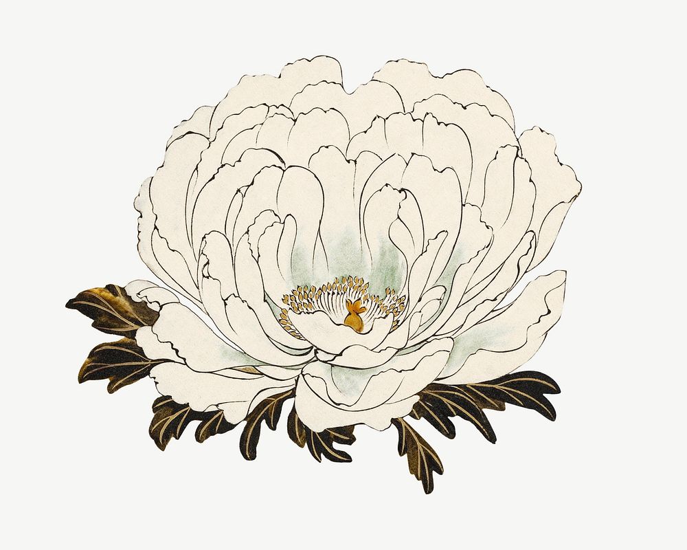 White flower, vintage botanical illustration by Shibata Zeshin psd. Remixed by rawpixel.