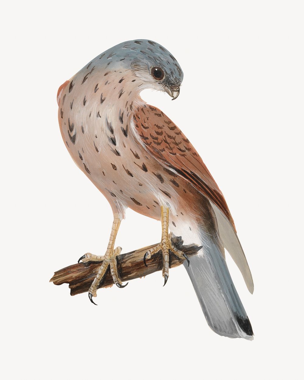 Falcon bird, vintage animal illustration by William Lewin. Remixed by rawpixel.