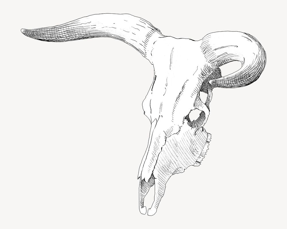 Cow skull, vintage illustration by P. C. Skovgaard. Remixed by rawpixel.