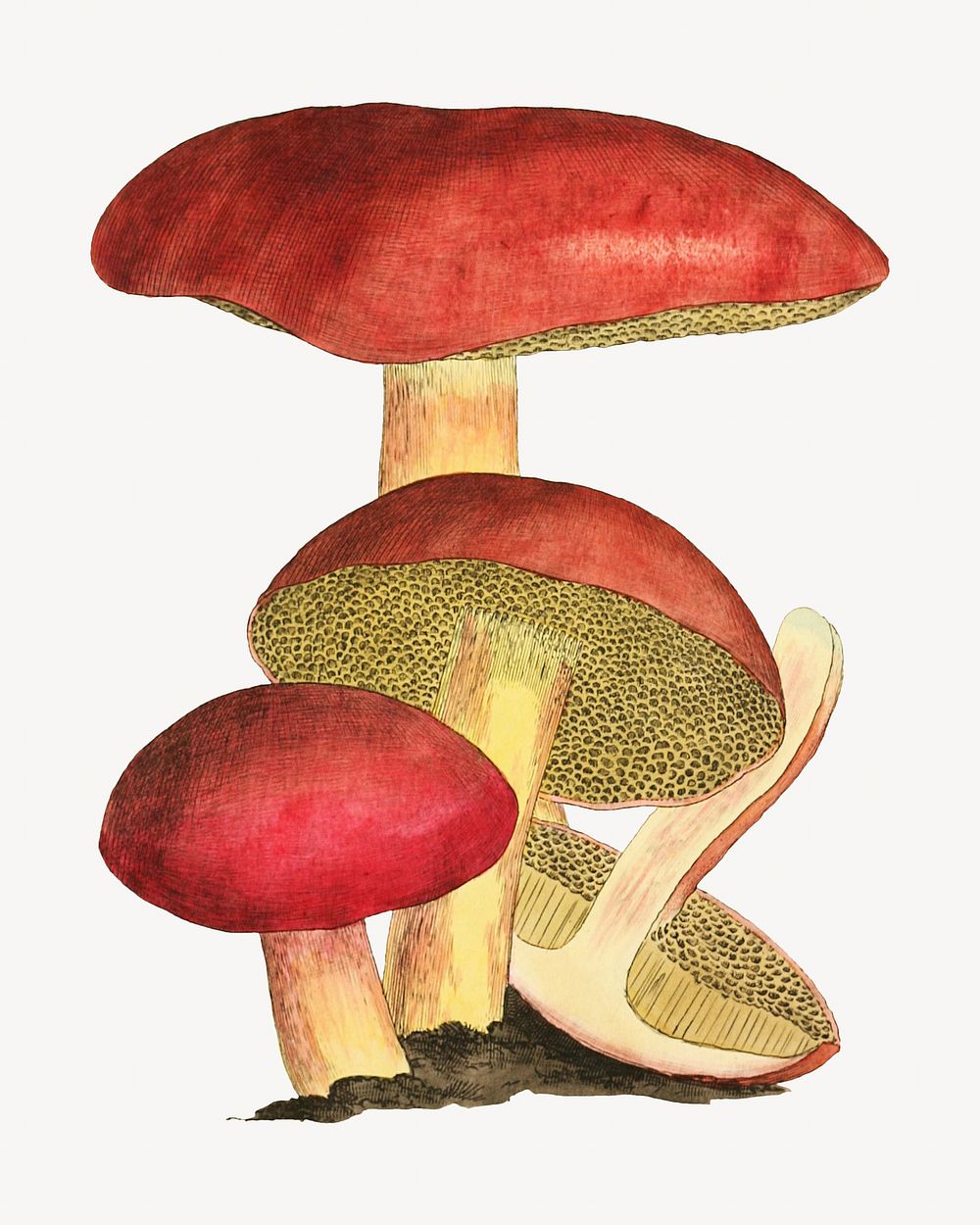 Red mushroom, vintage botanical illustration by James Sowerby. Remixed by rawpixel.