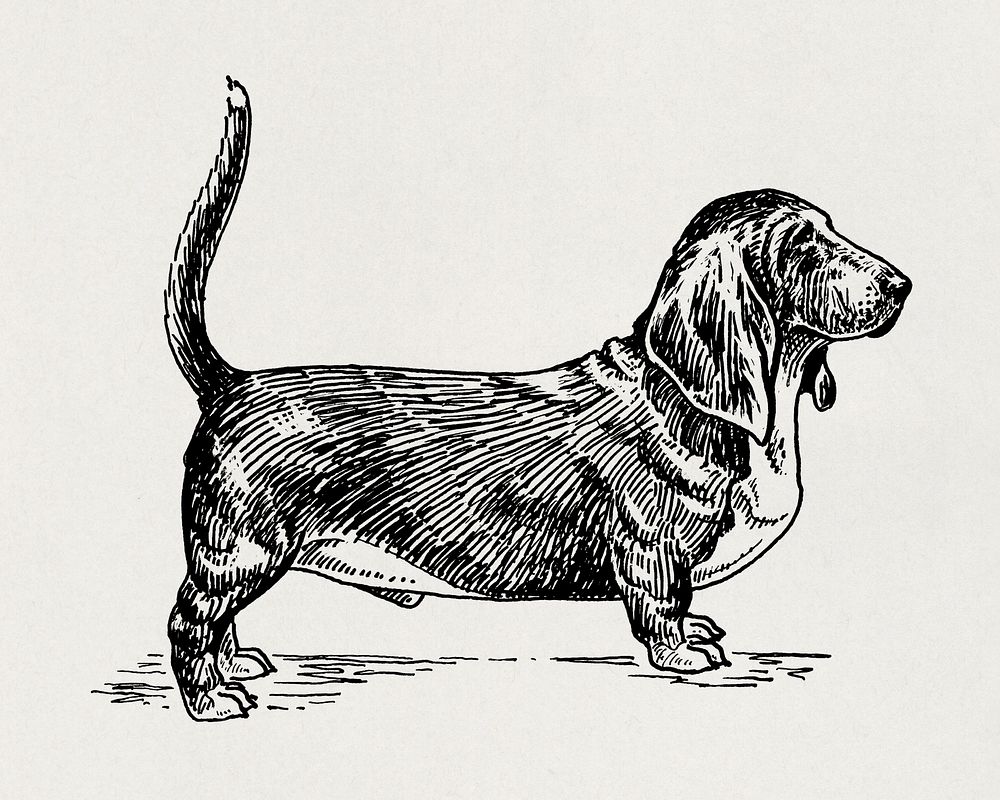 Basset Hound Dog, vintage pet animal illustration by Pearson Scott Foresman. Original public domain image from Wikimedia…