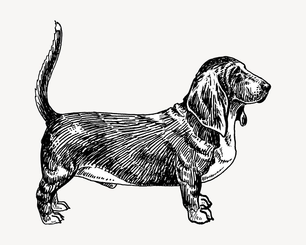 Basset Hound Dog, vintage pet animal illustration by Pearson Scott Foresman. Remixed by rawpixel.