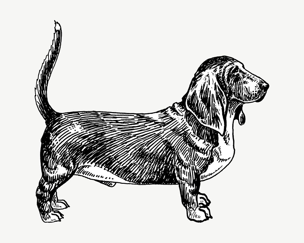 Basset Hound Dog, vintage pet animal illustration by Pearson Scott Foresman psd. Remixed by rawpixel.