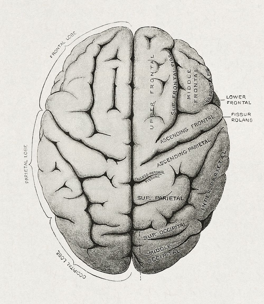 Anatomy, descriptive and surgical (1897), vintage human brain illustration. Original public domain image from Wikimedia…