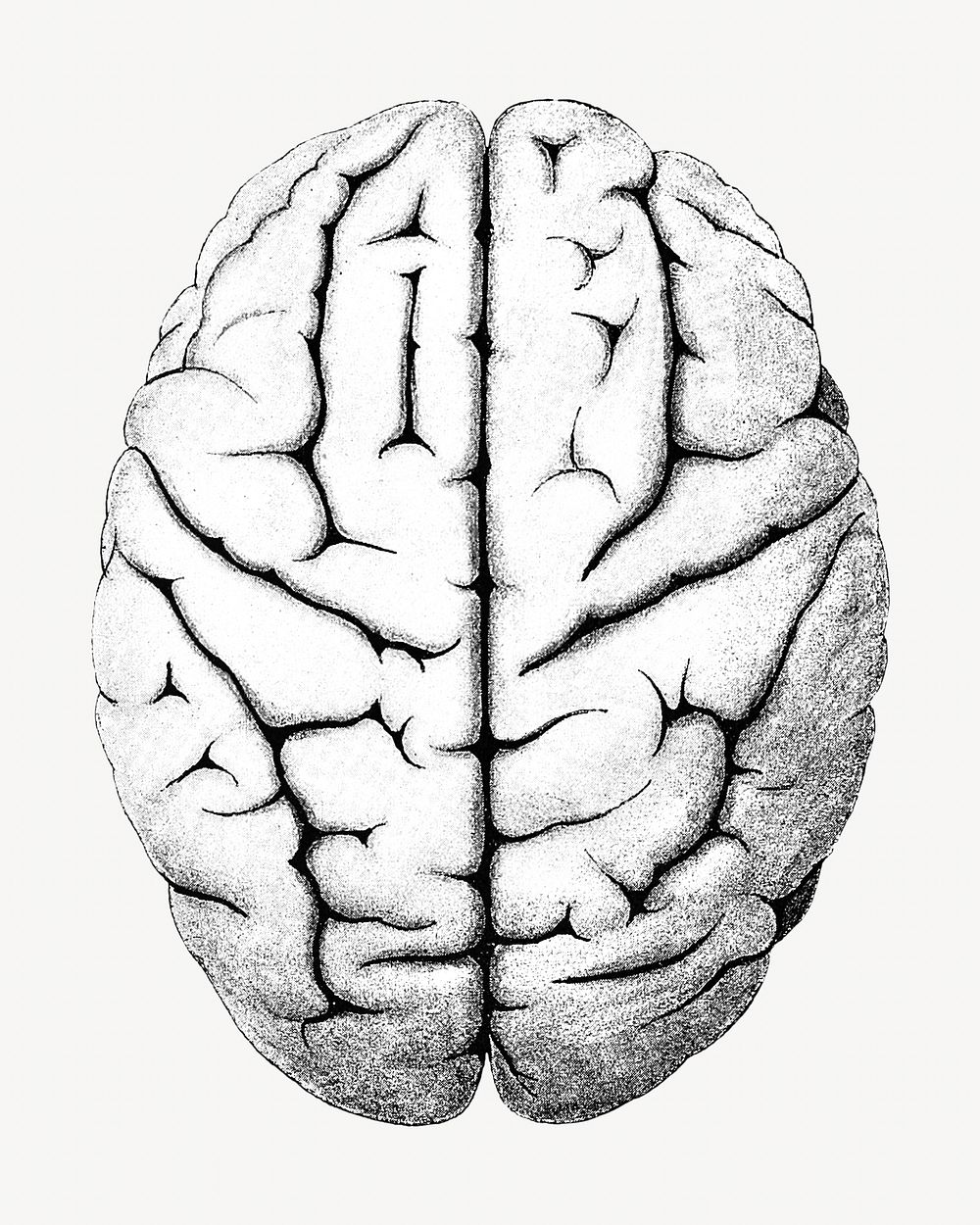 Brain, vintage medical illustration