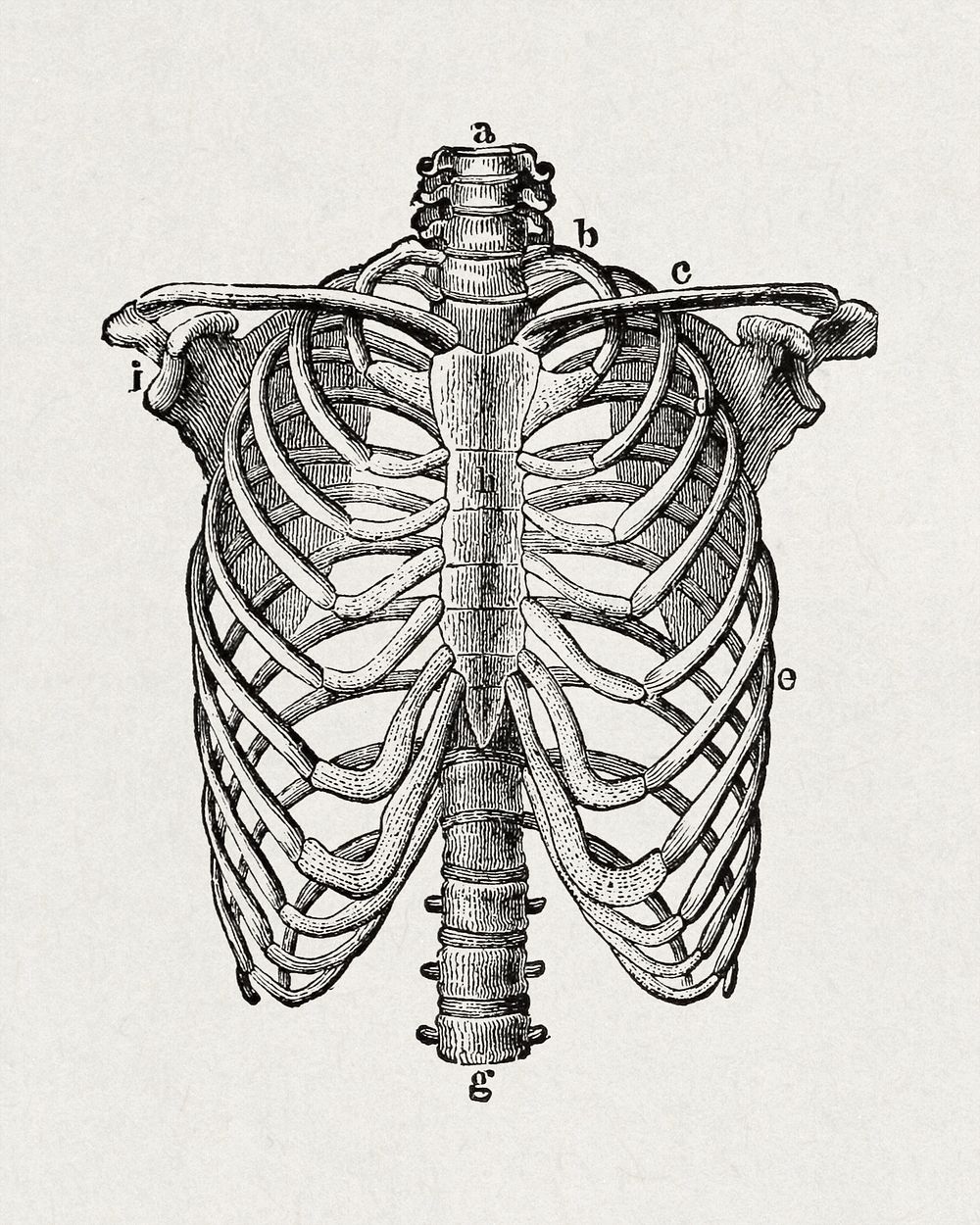 The human body. A beginner's text-book of anatomy, physiology and hygiene (1884), vintage lungs bone illustration. Original…