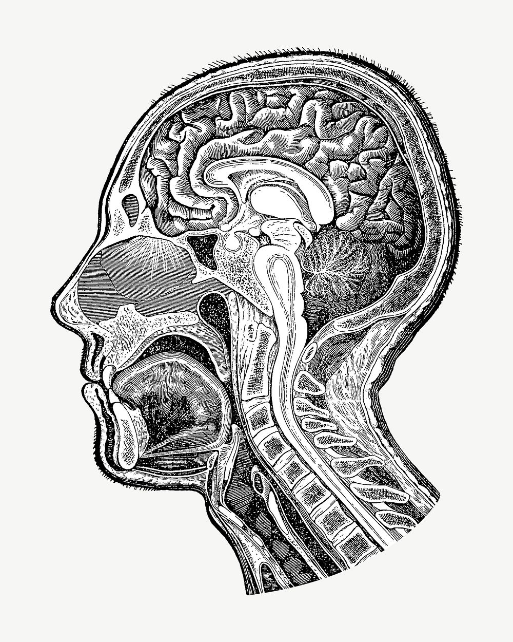Human head anatomy, vintage medical illustration psd. Remixed by rawpixel.