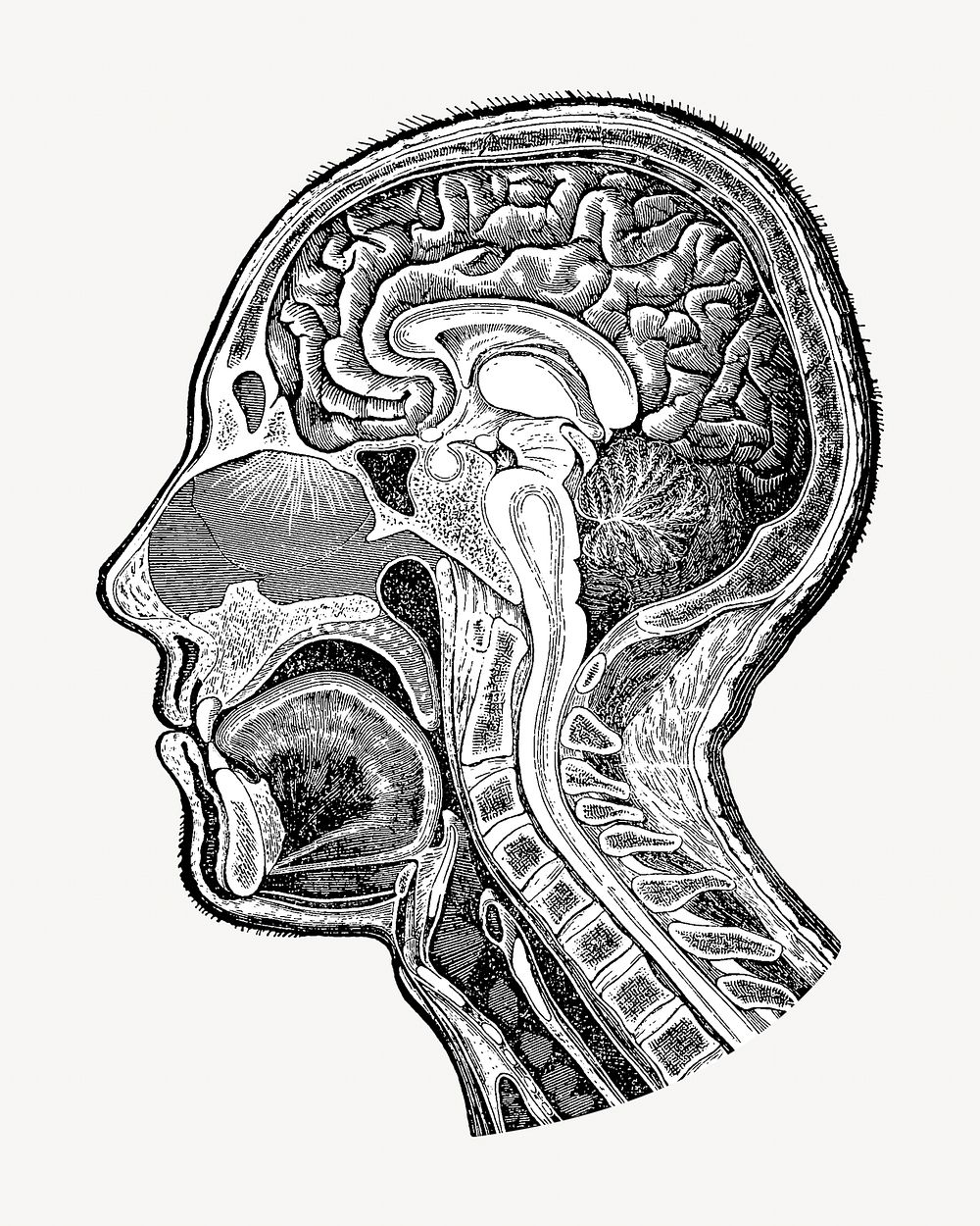 Human head anatomy, vintage medical illustration. Remixed by rawpixel.