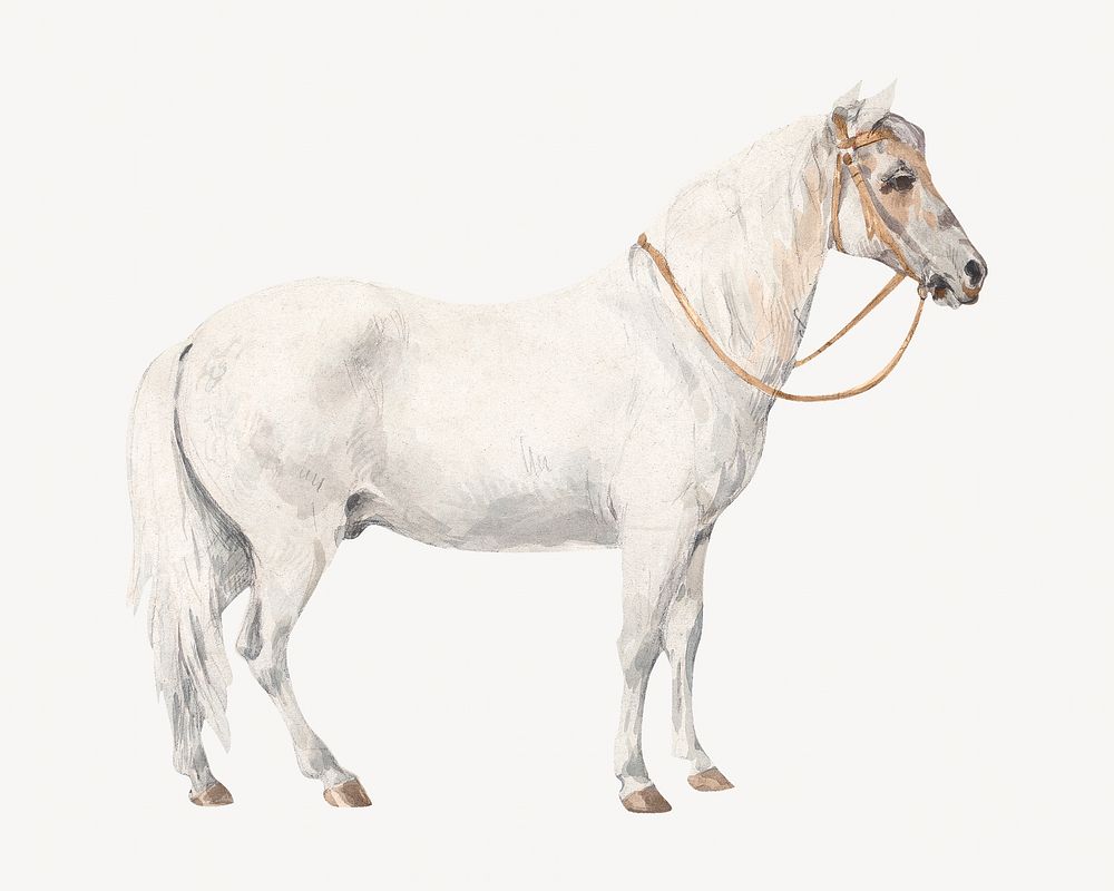 White pony, vintage horse illustration by William Hamilton. Remixed by rawpixel.