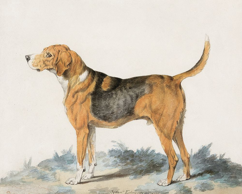 Hound Standing: profile, facing left (1795), vintage dog illustration by Sydenham Teast Edwards. Original public domain…