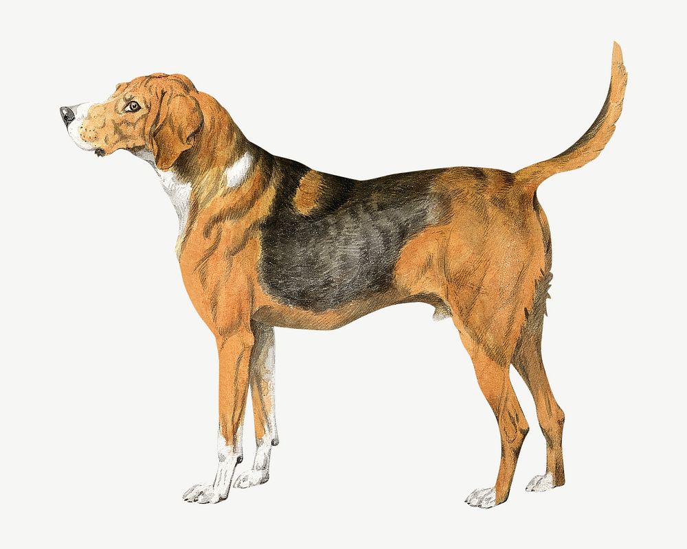 Standing dog, vintage pet animal illustration by Sydenham Teast Edwards psd. Remixed by rawpixel.