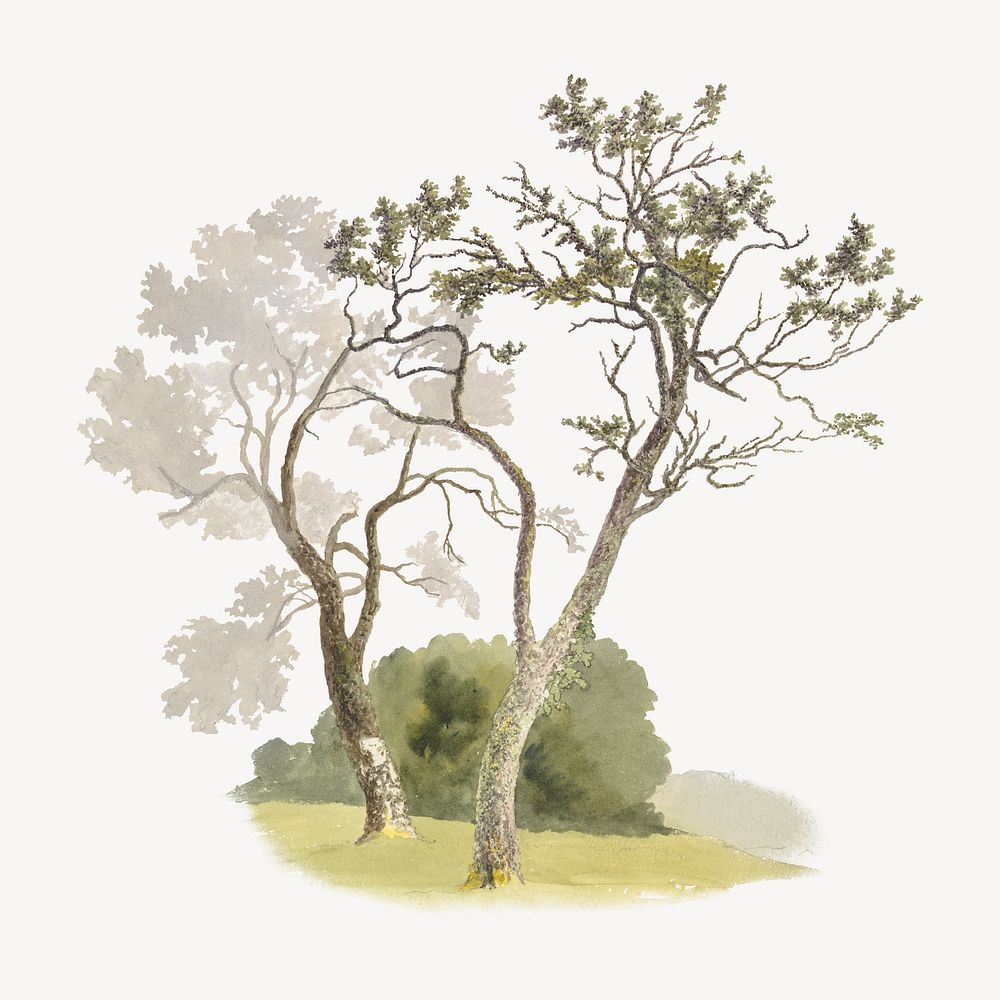 Orchard trees, vintage nature illustration by Robert Hills. Remixed by rawpixel.