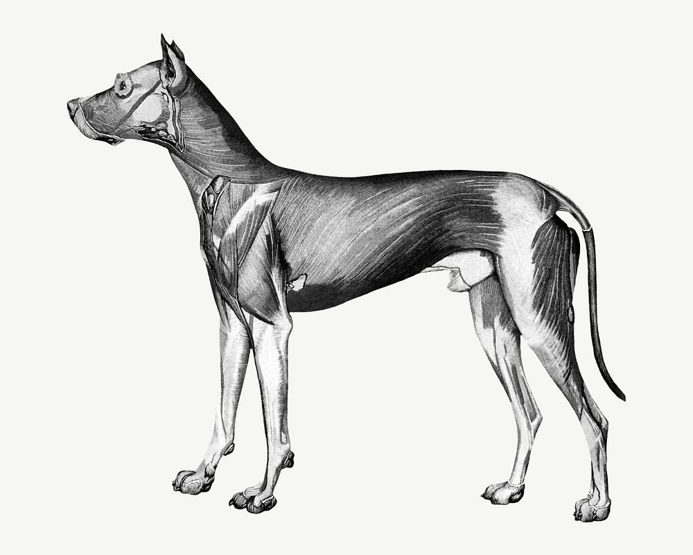 Dog anatomy vintage illustration psd. Remixed by rawpixel. 