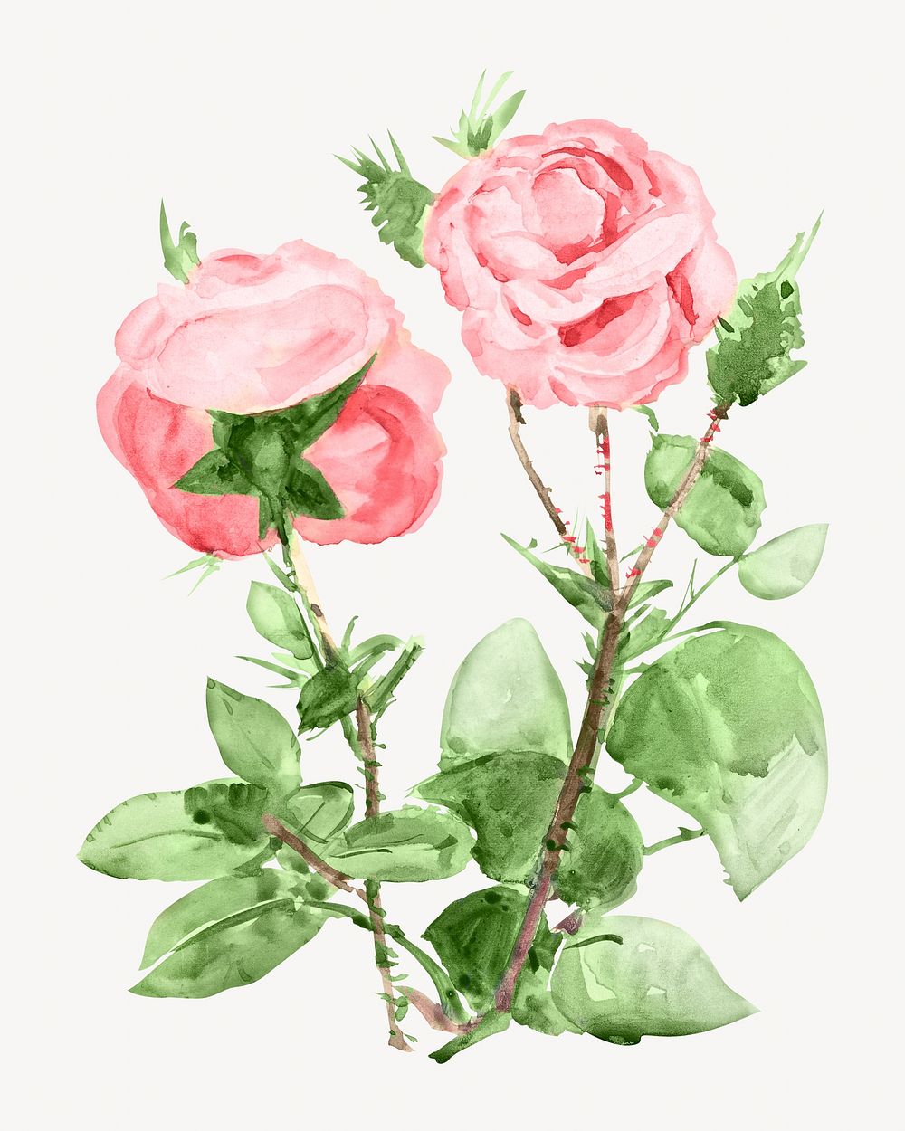 Pink roses, vintage flower illustration. Remixed by rawpixel.