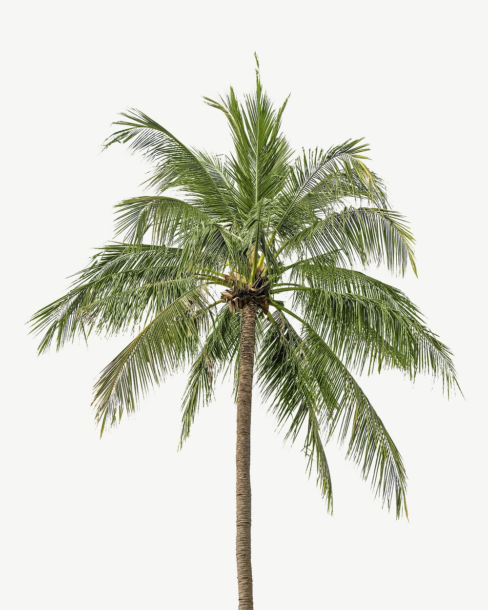 Palm tree collage element psd