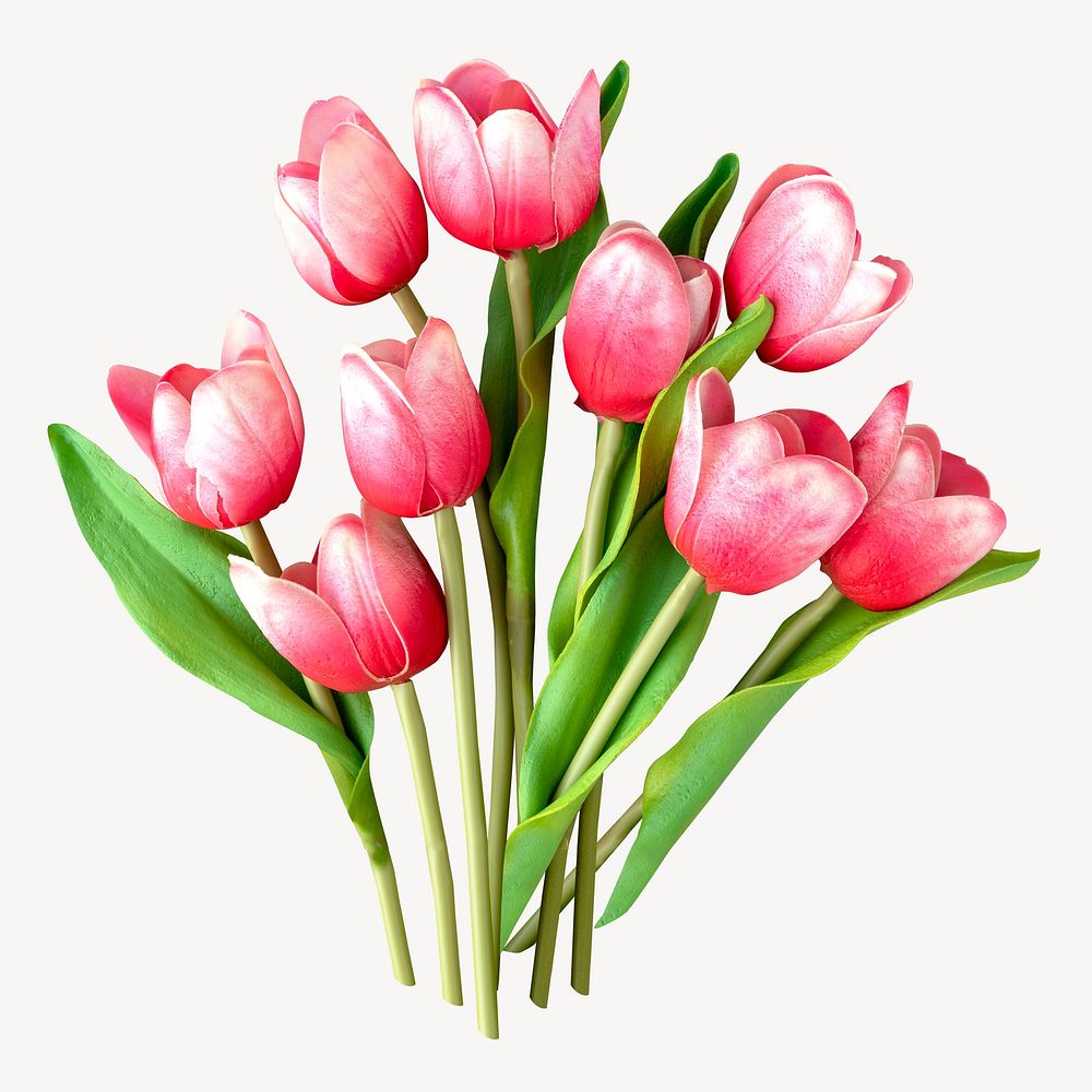 Pink tulips isolated image on white