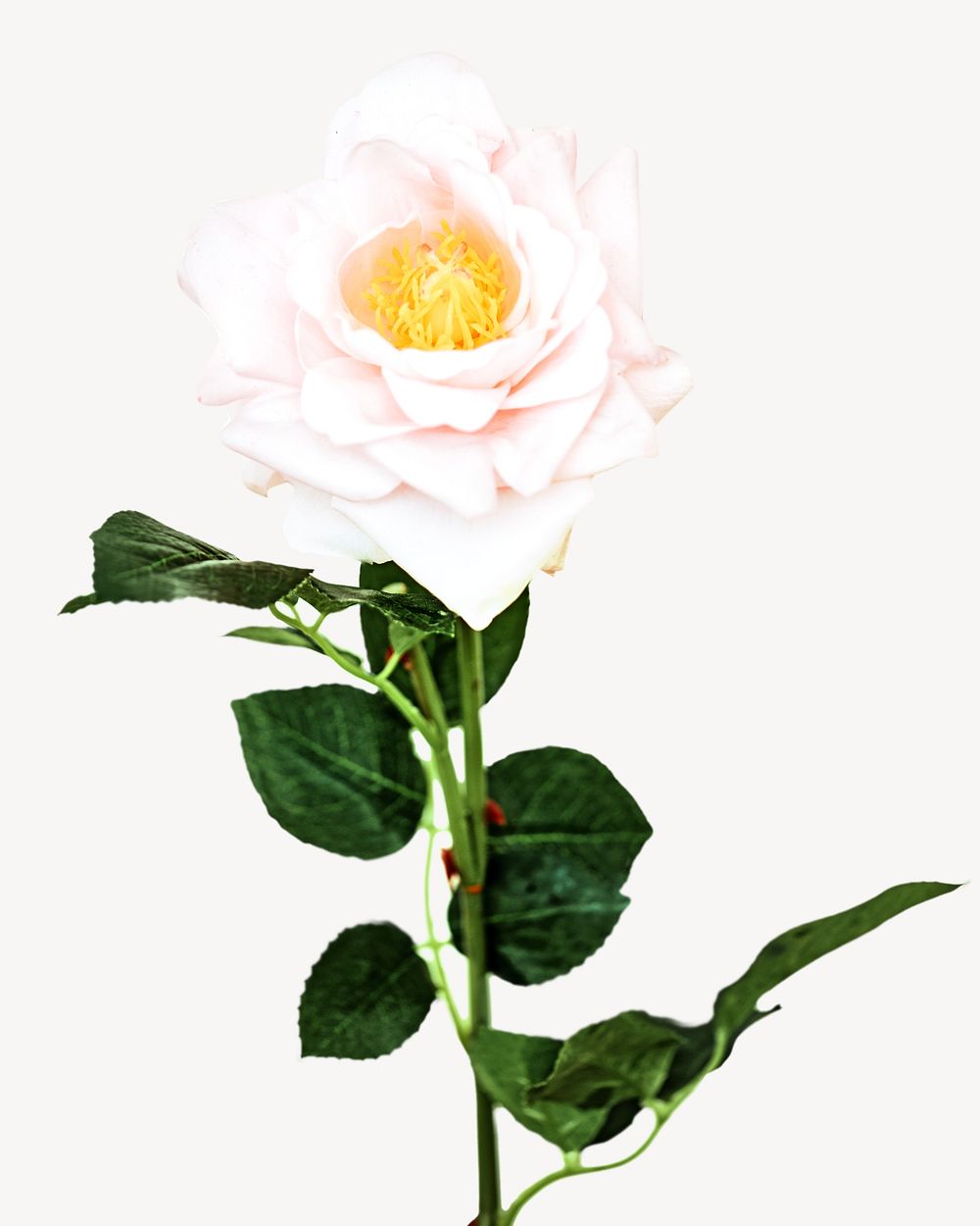 Rose flower isolated image