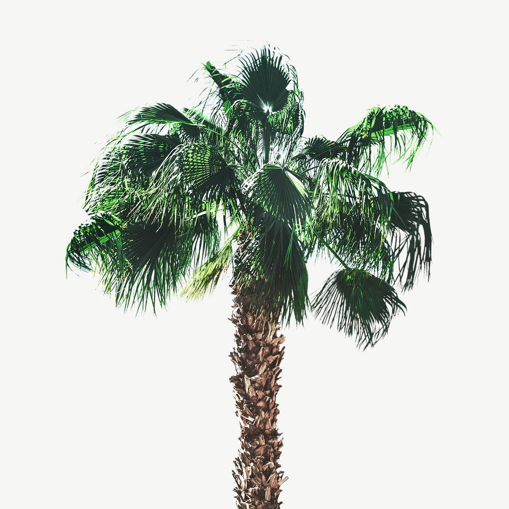 Palm tree collage element psd