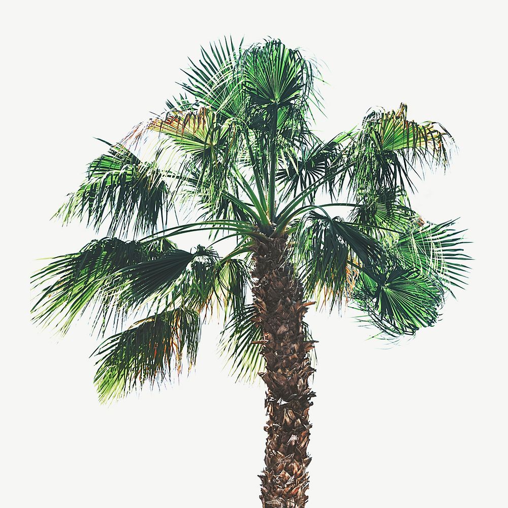 Palm tree collage element psd