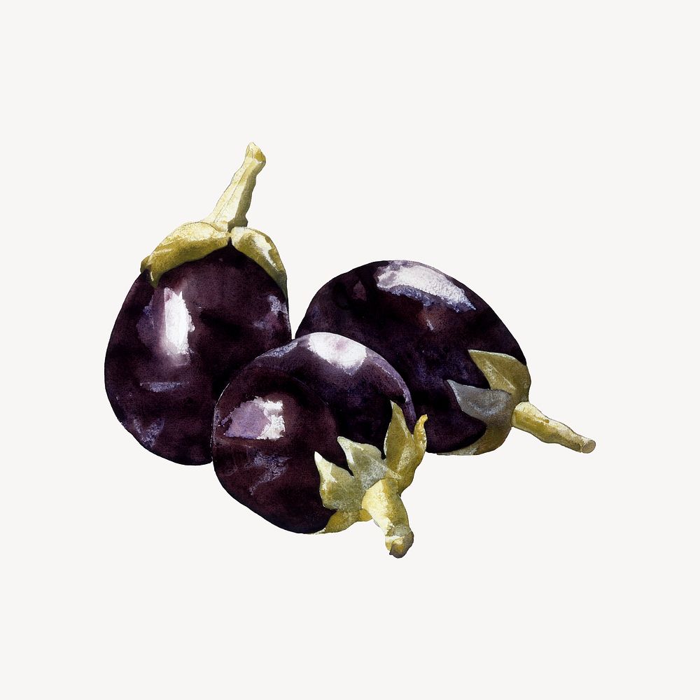 Eggplants watercolor  collage element. Remixed by rawpixel.