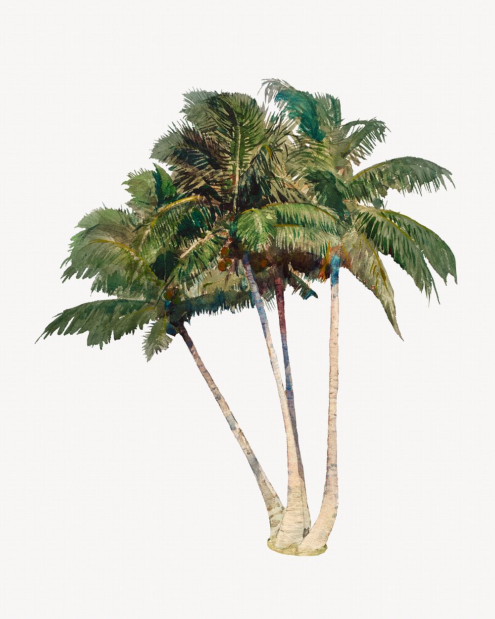 Watercolor coconut tree collage element. Remixed by rawpixel.