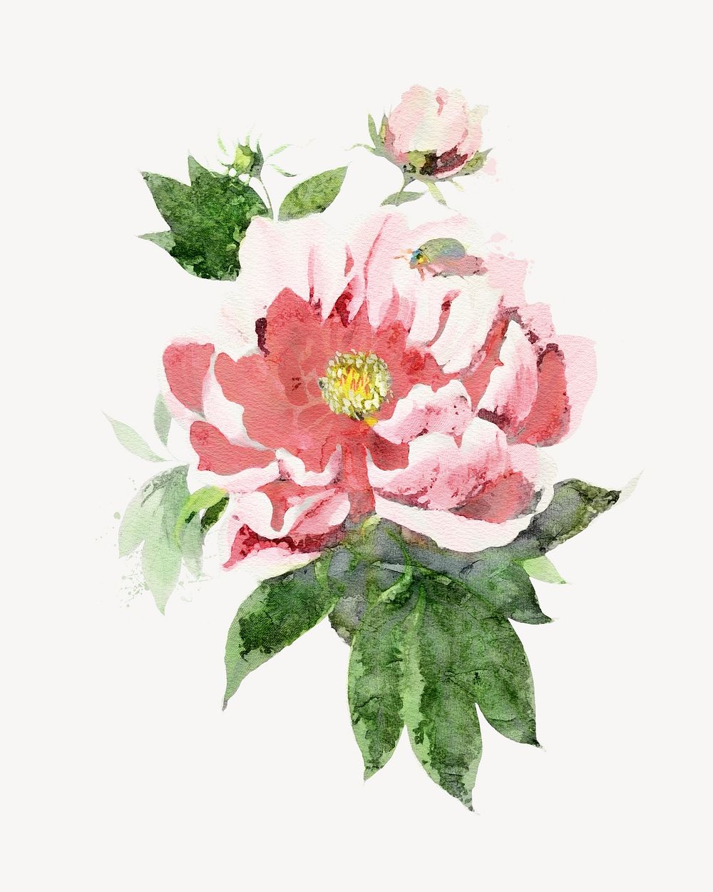 Watercolor pink peony flower collage element. Remixed by rawpixel.