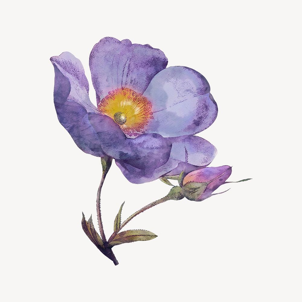 Watercolor purple anemone flower collage element. Remixed by rawpixel.