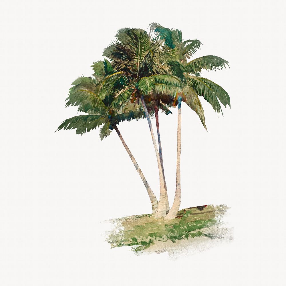 Watercolor coconut tree collage element. Remixed by rawpixel.