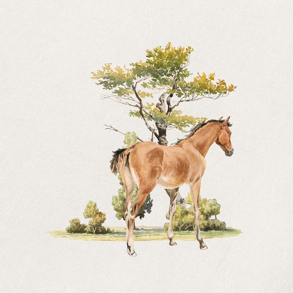 Horse watercolor collage element. Remixed by rawpixel.