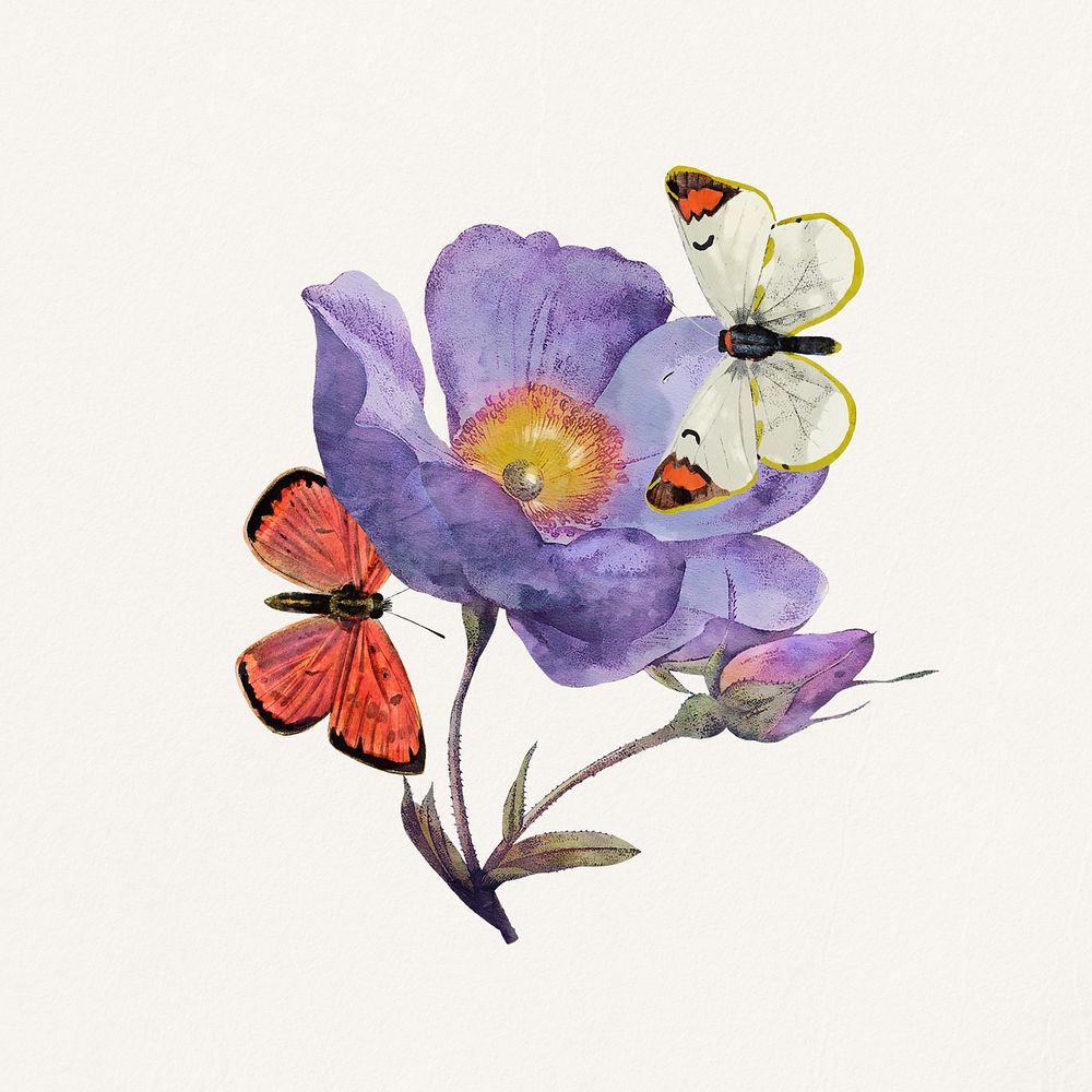 Watercolor butterflies & anemone flower collage element. Remixed by rawpixel.
