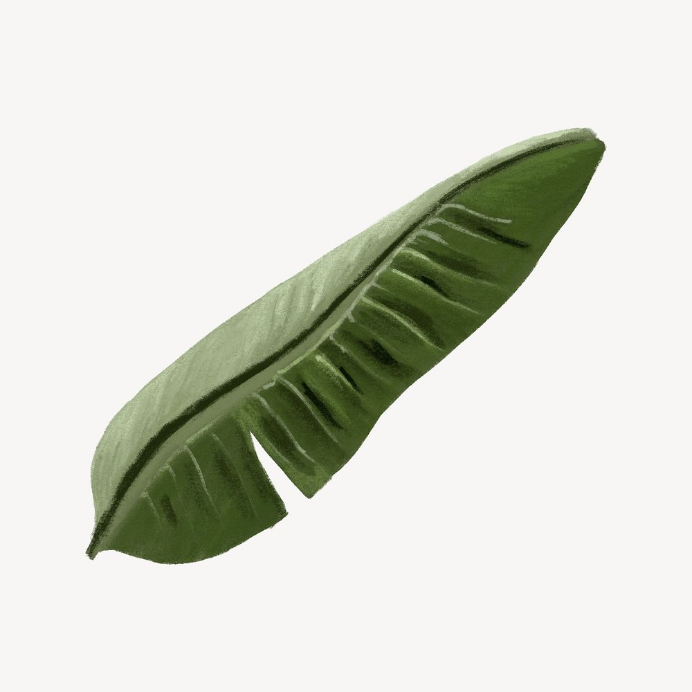 Aesthetic banana leaf illustration