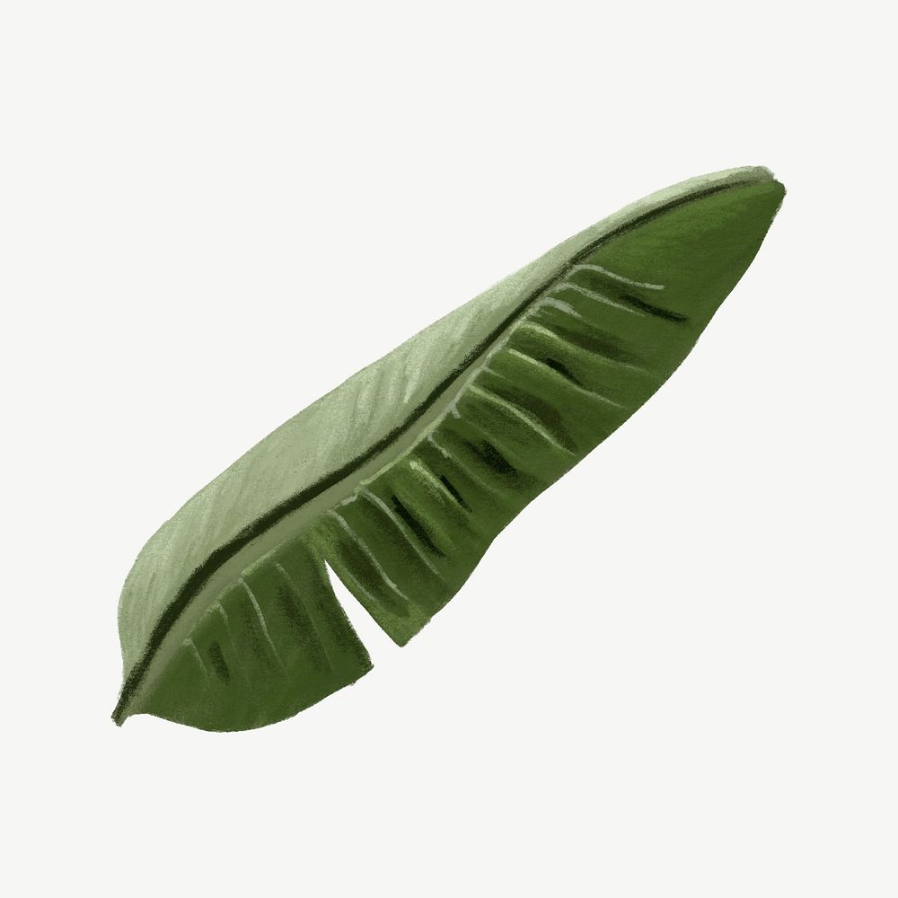 Banana leaf, tropical plant collage element psd
