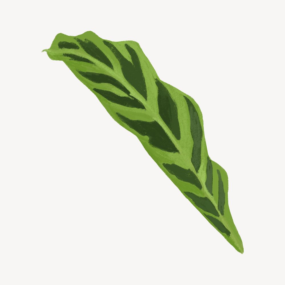 Tropical calathea leaf illustration