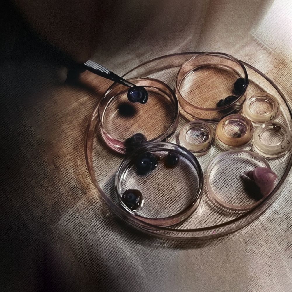 Snails on petri dish. Remixed by rawpixel. 