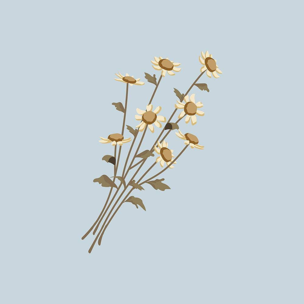 Dried daisy flower illustration
