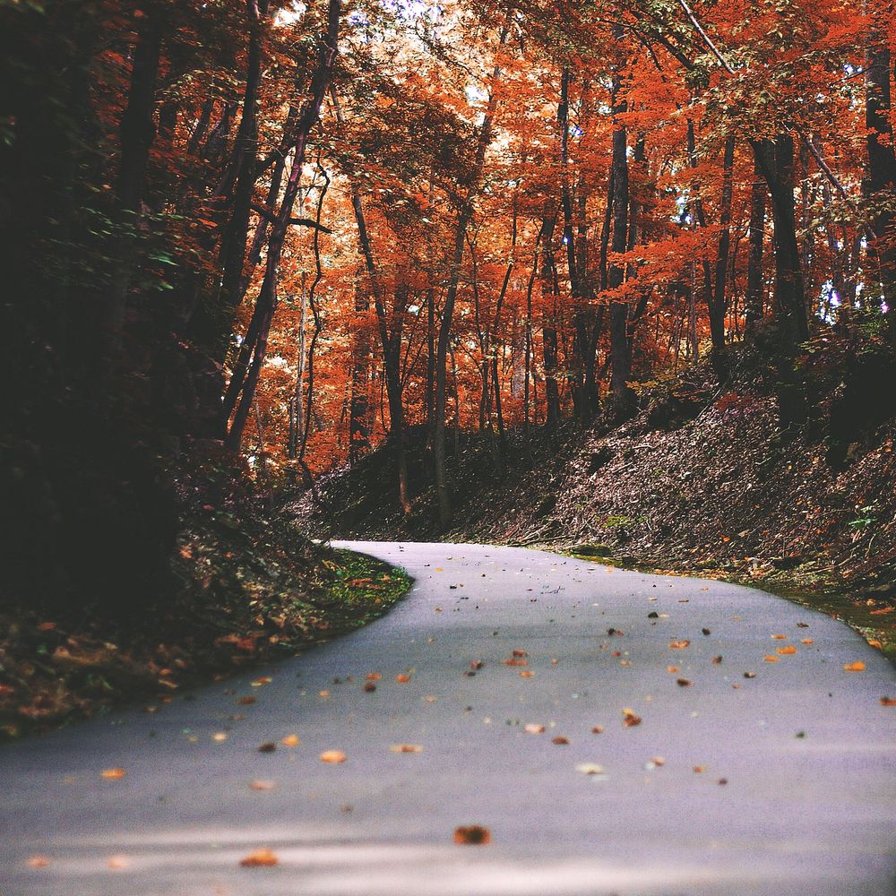 Autumn maple forest background, road way image