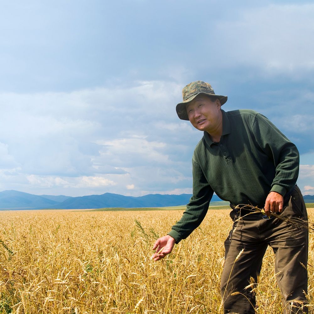 Man in wheat farm