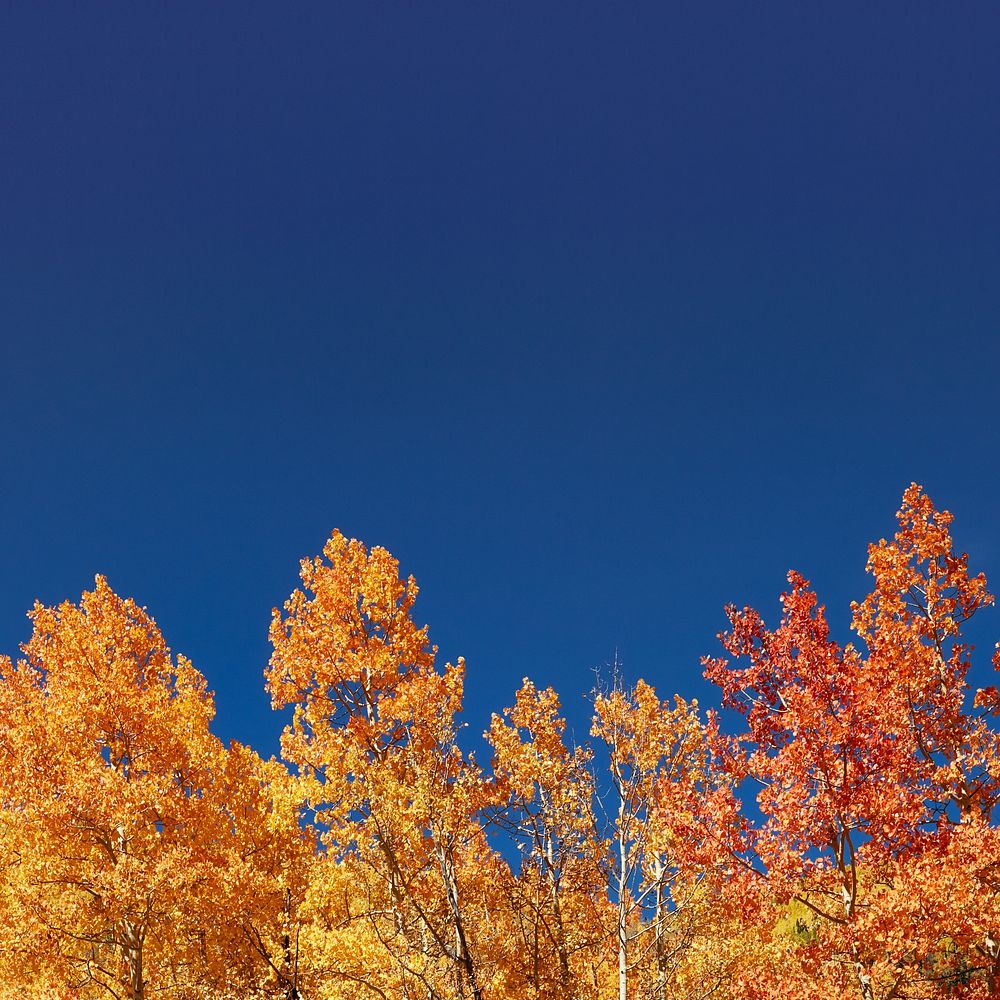 Autumn meadow border background, blue sky image