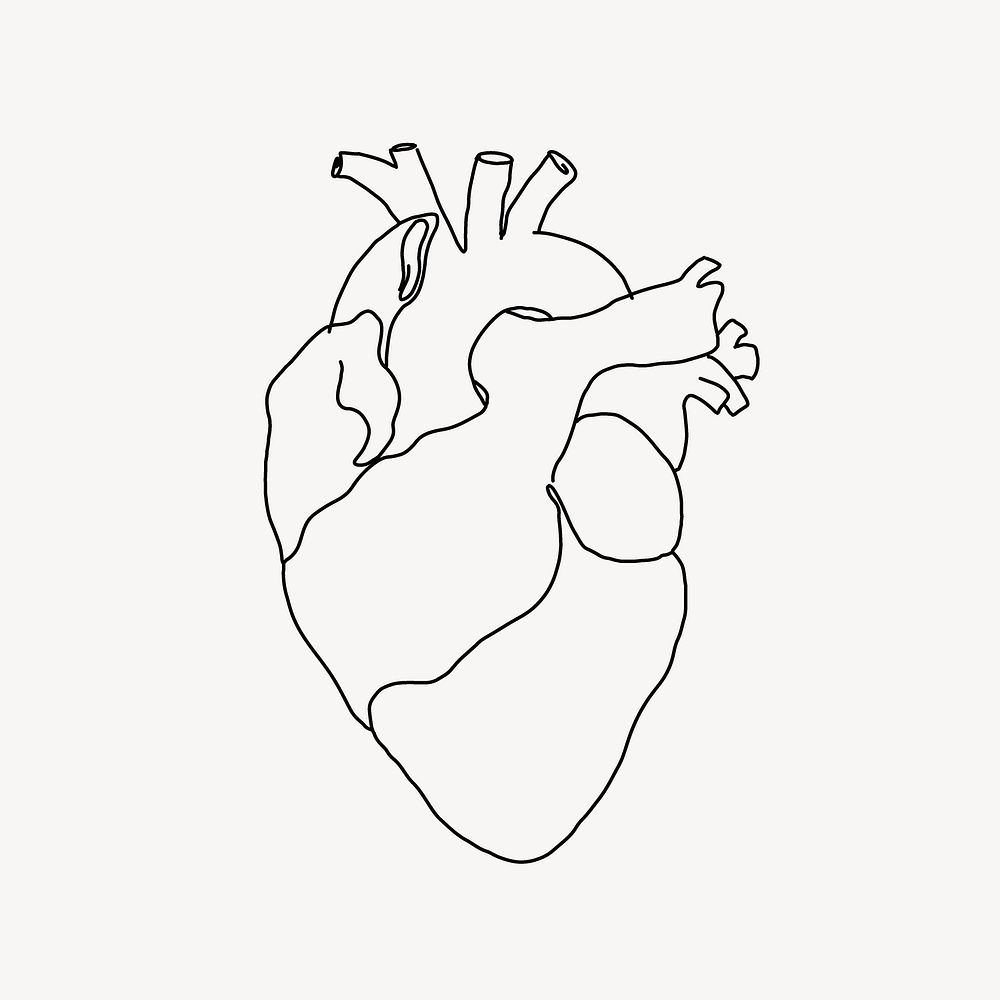 Human heart line art vector