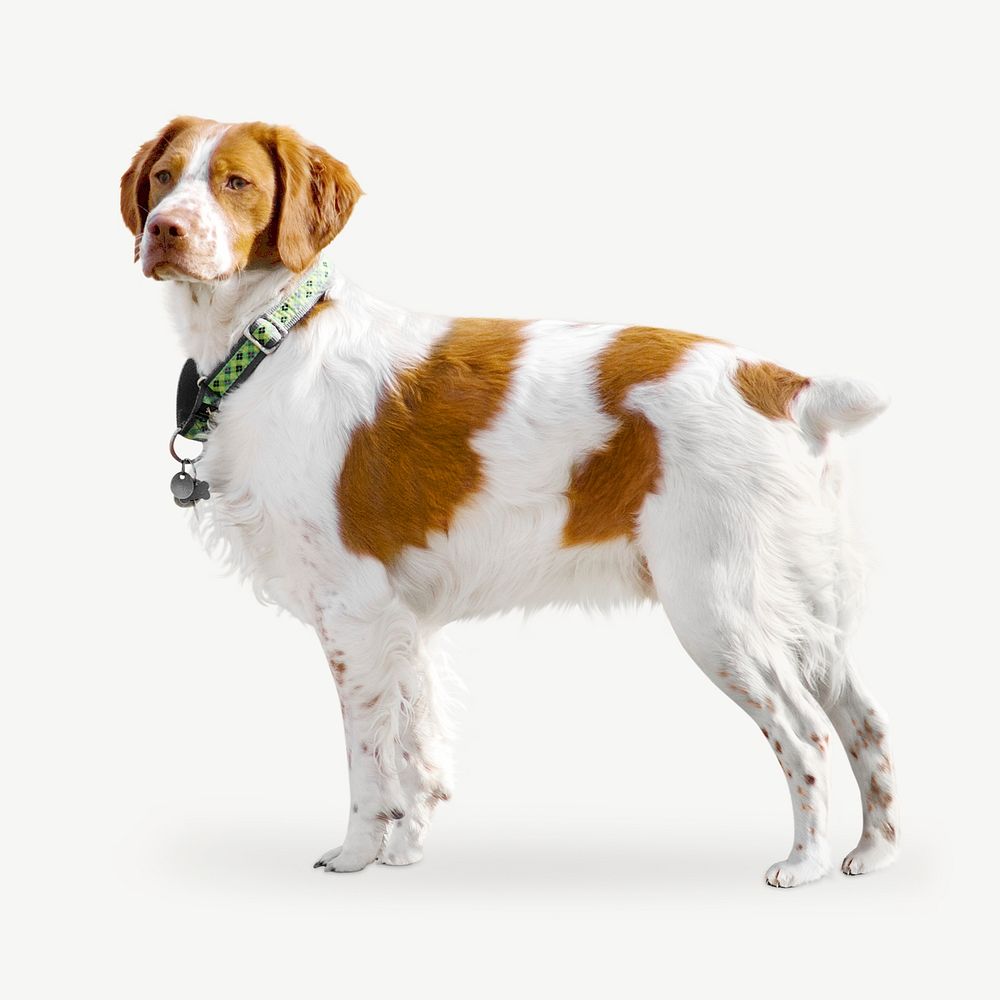 Brittany dog collage element psd | Premium PSD - rawpixel