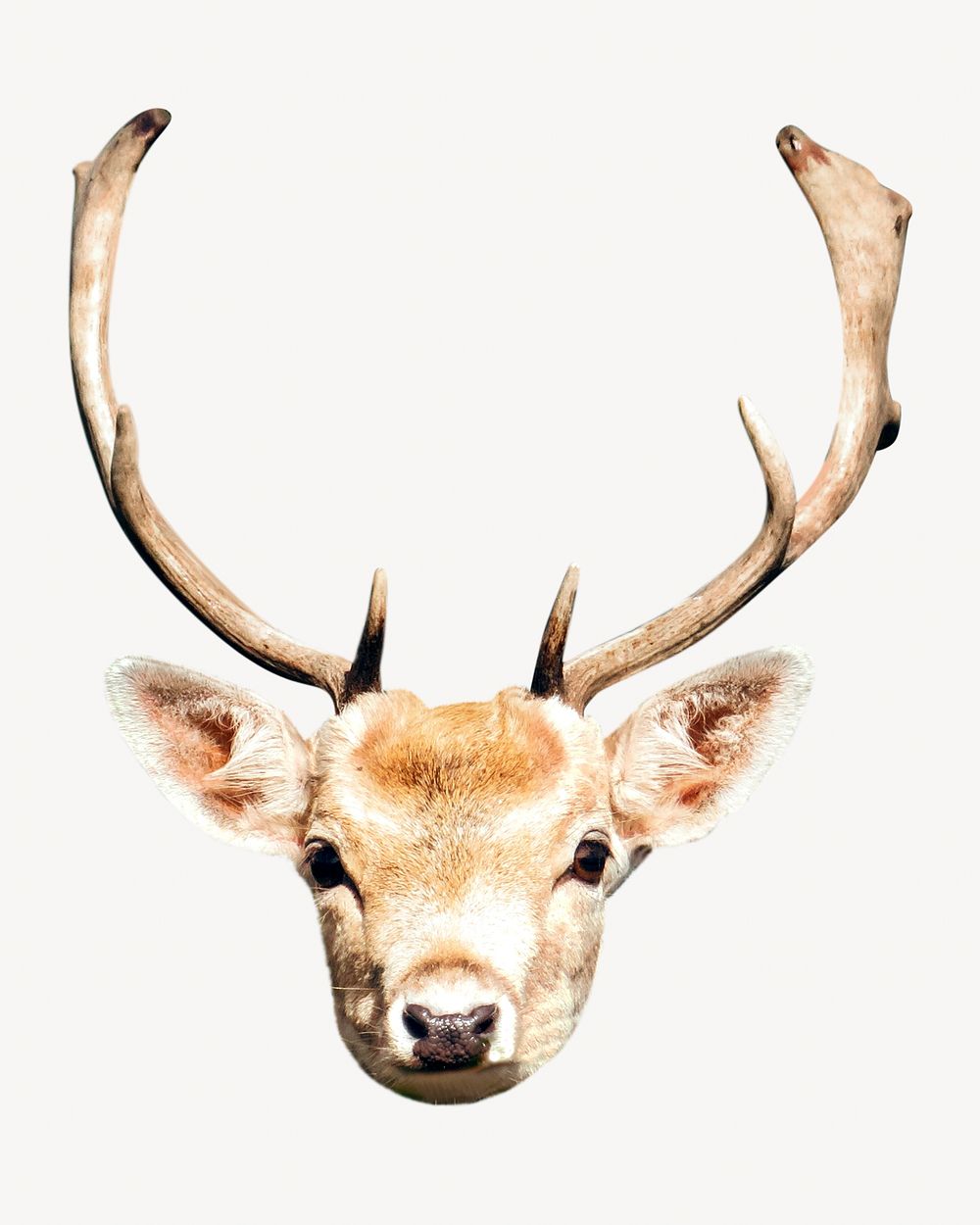 Deer, wildlife isolated image