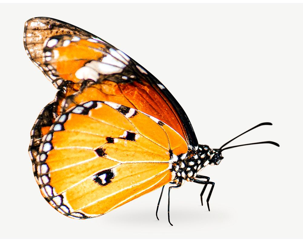 Butterfly collage element psd Free PSD rawpixel