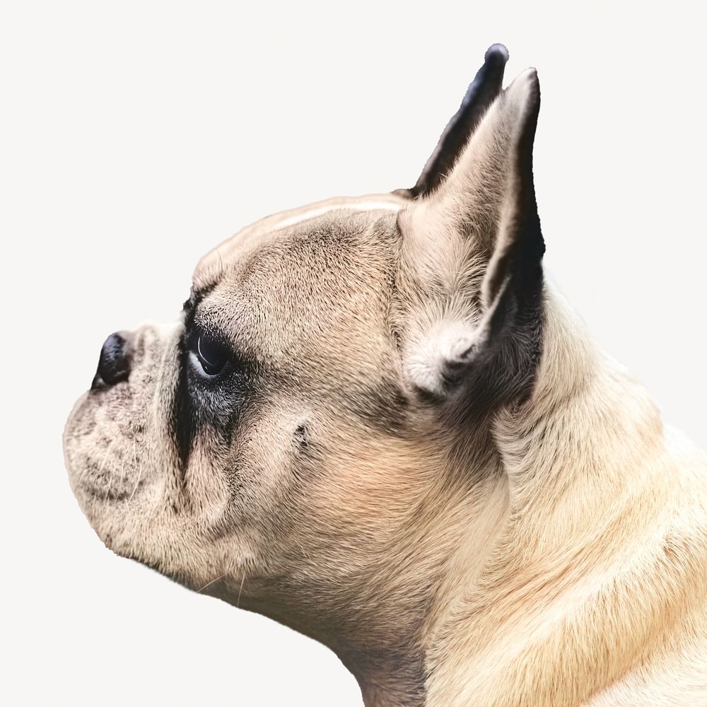 Portrait of a cute french bulldog isolated image