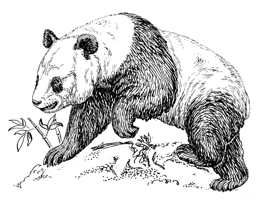 Line art drawing of a giant panda.