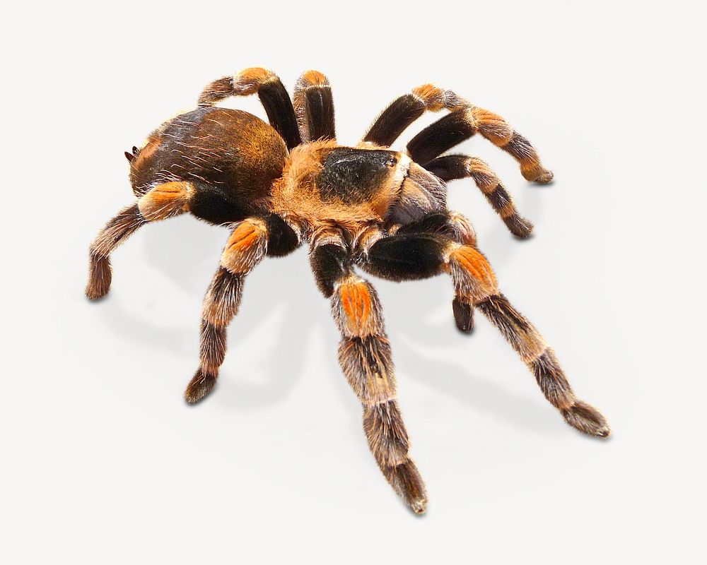 Mexican Red-kneed Tarantula isolated image