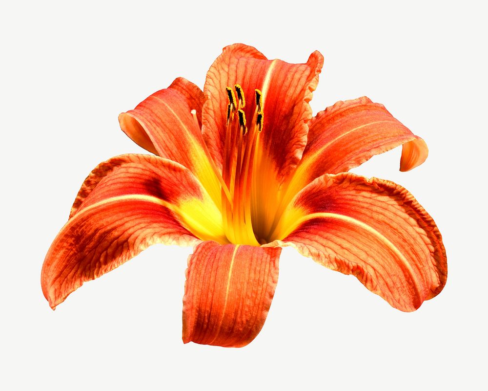 Orange day-lily flower psd