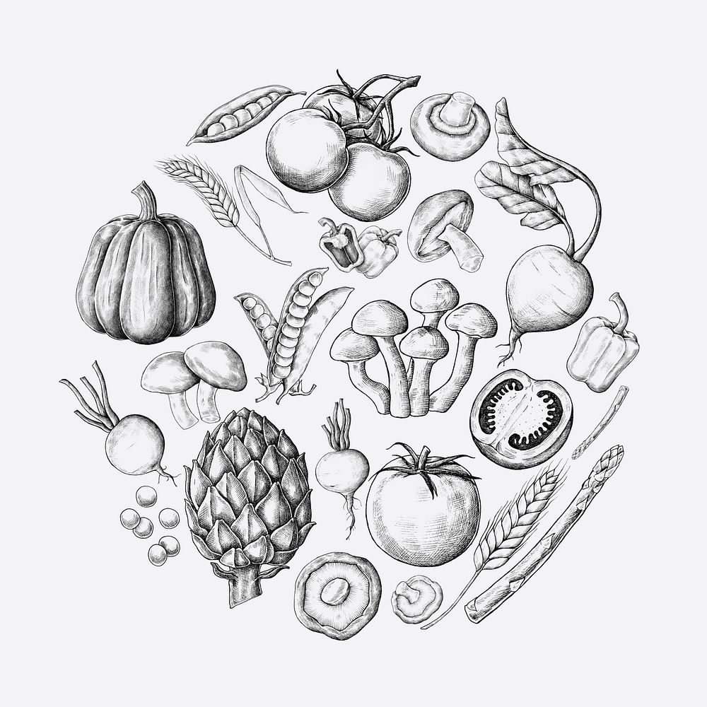 Vegetable vintage illustration set on white